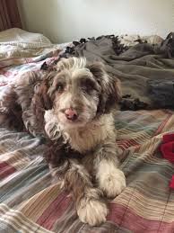 Australian Shepherd Poodle Mix Black And White Aussie Doodle Puppy Half Standard Poodle Half Australian Shepherd Puppies Pets Beautiful Dogs