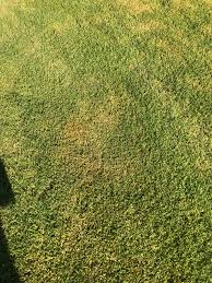 Now, you know when to water your lawn after applying the weed and feed product. Yellow Brown Spots After Weed And Feed Album On Imgur