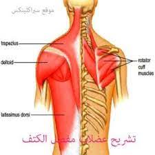 تشريح عضلات مفصل الكتف muscle anatomy shoulder muscles anatomy shoulder muscles