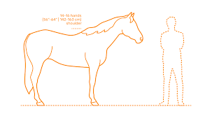 How to draw a man riding a horse/mam artsplease subscribe my channel. American Quarter Horse Dimensions Drawings Dimensions Com