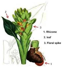 Download and use 100+ turmeric stock photos for free. Turmeric Plant Characteristics Botanical Online