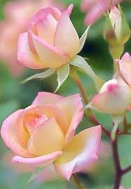 Sizin Icin Rose Flower Pictures Beautiful Rose Flowers Beautiful Flowers