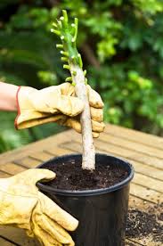 Don S Tips Blokes Creating Plants Plants Frangipani Gnome Garden