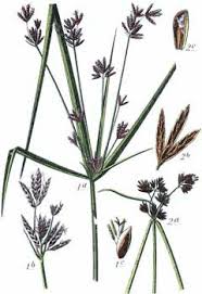 Image result for Cyperus longus