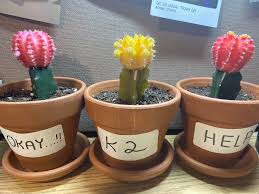 Thanksgiving cactus and christmas cactus are both in the genus schlumbergera while easter. Why Is One Of My Cacti Turning Yellow And Soft Also How Can I Help Him Cactus