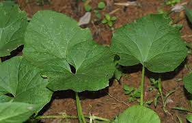 Image result for Cucumis melo