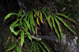 Image result for Oleandra distenta