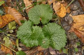 Image result for Setaria petiolata