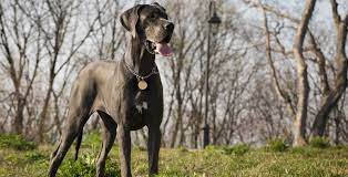 Check spelling or type a new query. Great Dane Puppies For Sale Greenfield Puppies