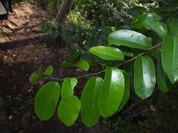 Image result for Scolopia