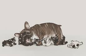 pin ot polzovatelya tatyana naryshkina na doske french bulldog pictures s izobrazheniyami