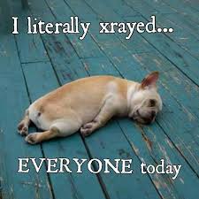 Just Plain Funny Cute Animals Animals Funny Animals