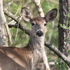Here's how to deter deer from your garden. Swvozqlzqn1ddm