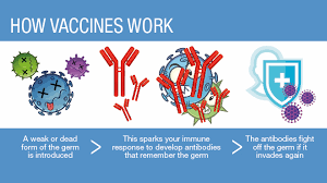 Either one can produce antibodies that remain in the system and. Vaccine Safety 6 Common Questions Answered Mayo Clinic Health System