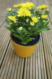 How to multiply yellow mums. Repotting Chrysanthemums When And How To Repot A Mum Plant