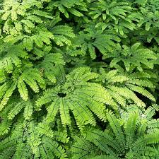 Image result for Adiantum patens