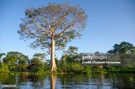 Image result for Sebaea pentandra