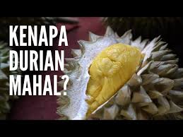 Rahsia kuah kacang mak yang paling sedap peanut sauce recipe. Durian Paling Popular Dan Sedap Di Malaysia Litetube