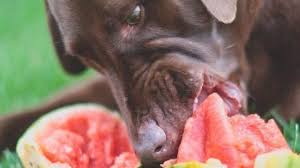 Yes, puppies can also enjoy the benefits of watermelon. Nine Summer Fruits Dogs Love And Whether They Are Safe Healthy Paws