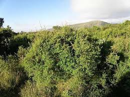 Image result for Hypericum revolutum