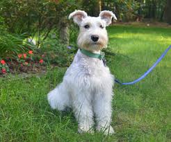 A miniature schnauzer must be stripped in order to be shown in the conformation ring. Growing Puppies Virginia Schnoodle Breeder Hypoallergenic Dogs Dams Sires