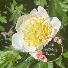 Image result for Dasylepis eggelingii