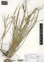 Image result for Carex conferta