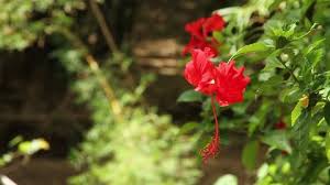 Royalty free stock videos in high definition. Gumamela Flower Stock Video Footage 4k And Hd Video Clips Shutterstock