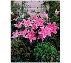 Pin By Kimberly Lyon On Qvc Flowers Oriental Lily Lily Oriental