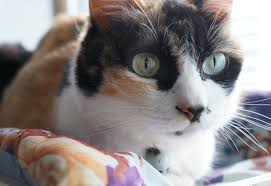 Brown dogs are reserved and quiet. Calico Cat Facts