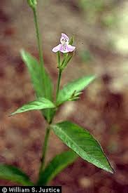 Image result for Justicia striolata