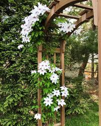 We did not find results for: My Clematis Gardening