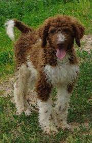 We did not find results for: Irish Doodle Irish Setter Poodle Hello So Cute Irish Dog Irish Dog Breeds Irish Doodle