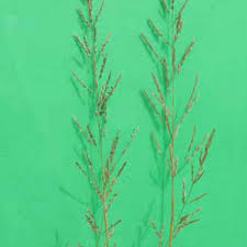 Image result for Sporobolus ioclados