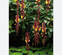 Image result for Thunbergia mysorensis