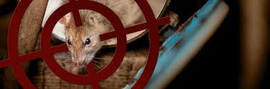 Do you have a persistent pest locally owned and operated, precision pest control uses advanced industry technology along with the most appropriate pest control treatments. Corpus Christi Pest Control Best Pest Control