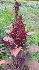 Image result for Amaranthus cruentus