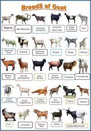 160 Dairy Goats Ideas Dairy Goats Goats Animals