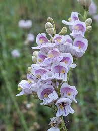 Image result for Penstemon