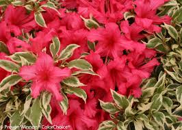 Bollywood Azalea Azalea Shrub Evergreen Shrubs Azaleas