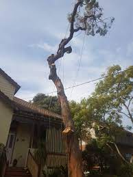 Professional Tree Removal Services Tree Service Tree Removal Service Tree Pruning