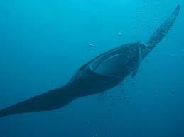 潛水日誌第4天 manta day 大魔鬼魚日今天是manta日 全天4潛都是看大魔鬼魚 日間第2潛最好 水 清 看見了8 10次牠們游來游去 十分興奮 看manta要俯伏在海床 靜靜的等待牠們游 不能追逐牠們 觸摸更是絕不容許 當大家都很滿足的時候 原來晚上更精彩 whale