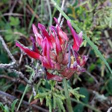 Image result for Astragalus