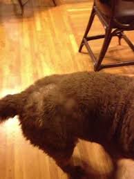 If you don't know, hyperesthesia in cats is a rather bizarre disorder that affects cats of all ages. Dog Hair Loss On Back Near Tail Organic Pet Digest