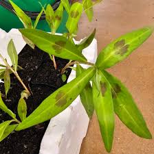 Image result for Persicaria decipiens