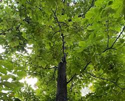 A Closer Look At The Pignut Hickory Tree Keil Tree Experts Inc Hickory Tree Black Walnut Tree Tree