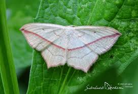 Image result for Timandra comae