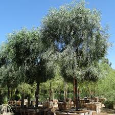 Image result for Acacia