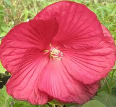 Image result for Hibiscus meyeri