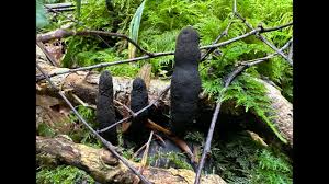 Image result for Xylaria polymorpha